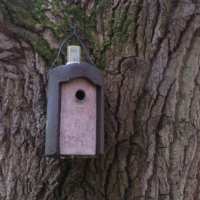 nest box